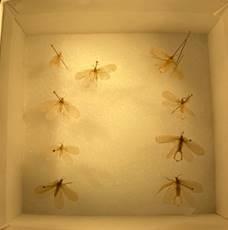 Display case